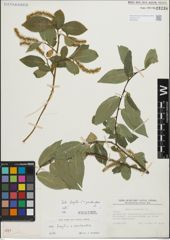 Foto von Salix fragilis L. x Salix pentandra L.